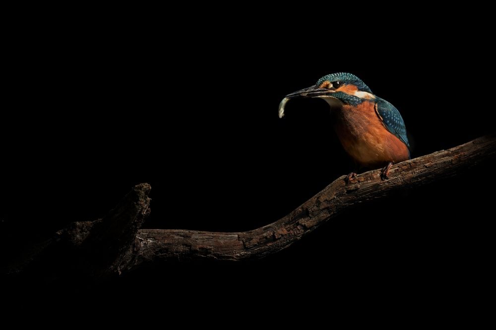 kingfisher