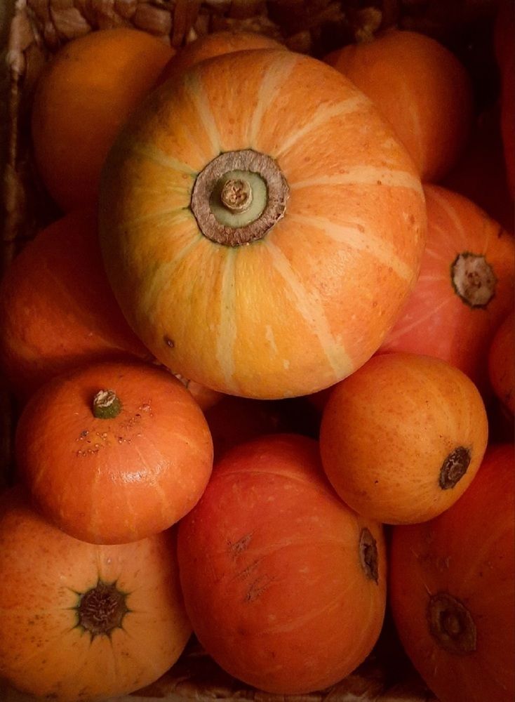 Дачный урожайчик. Тыковки