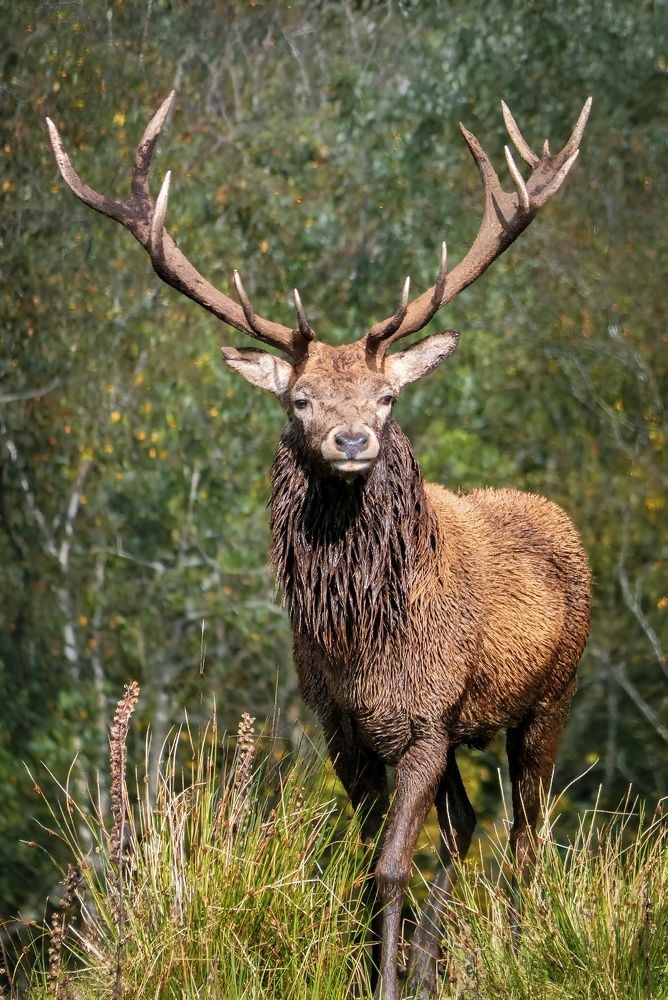 Фотография автора Michael Gault