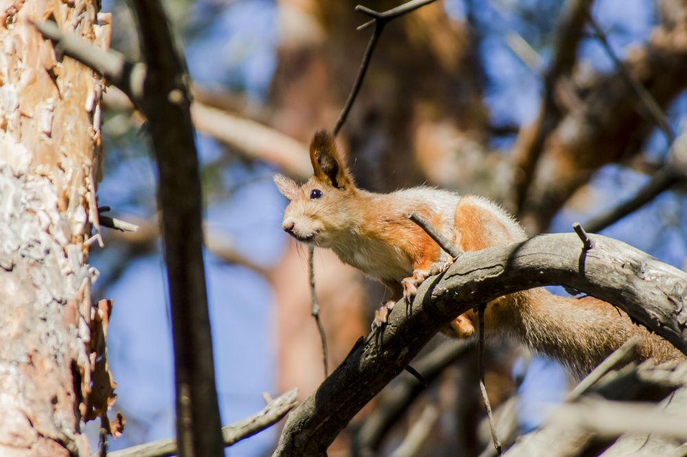 Photograph by Ирина Шибитова