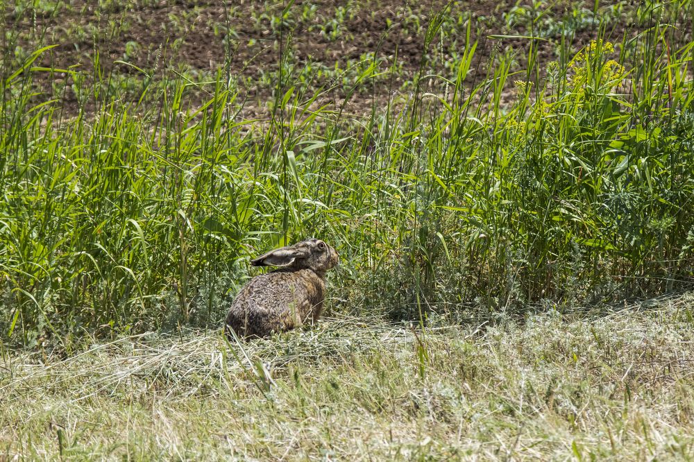 Photograph by Ирина Шибитова