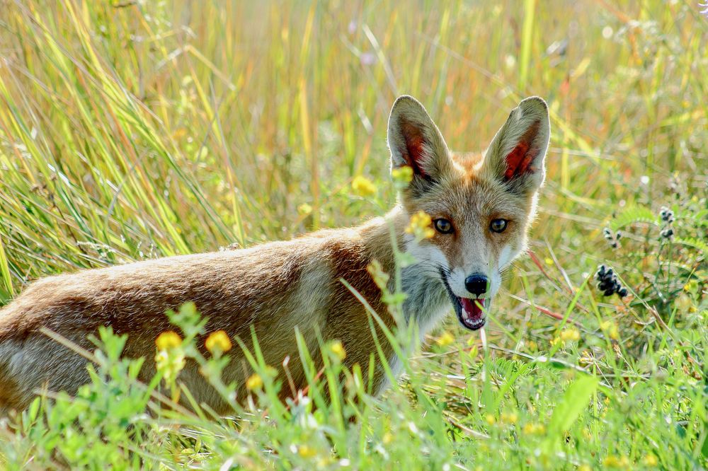 Photograph by Ирина Шибитова