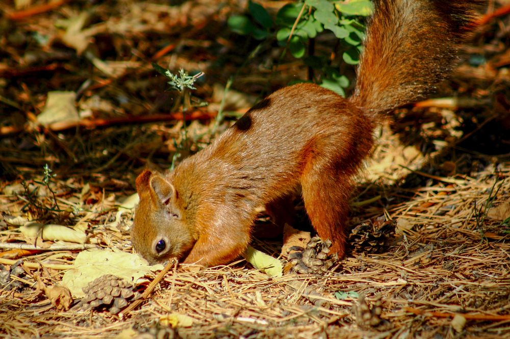 Photograph by Ирина Шибитова