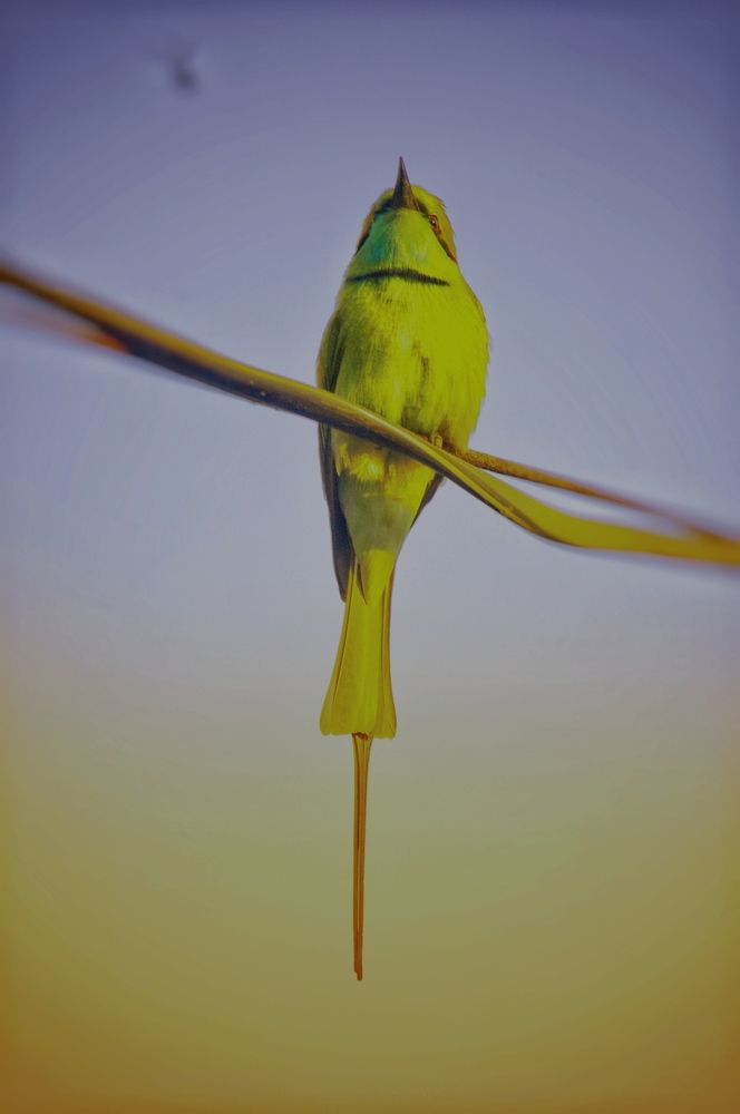 Photograph by Nayan Nandurkar