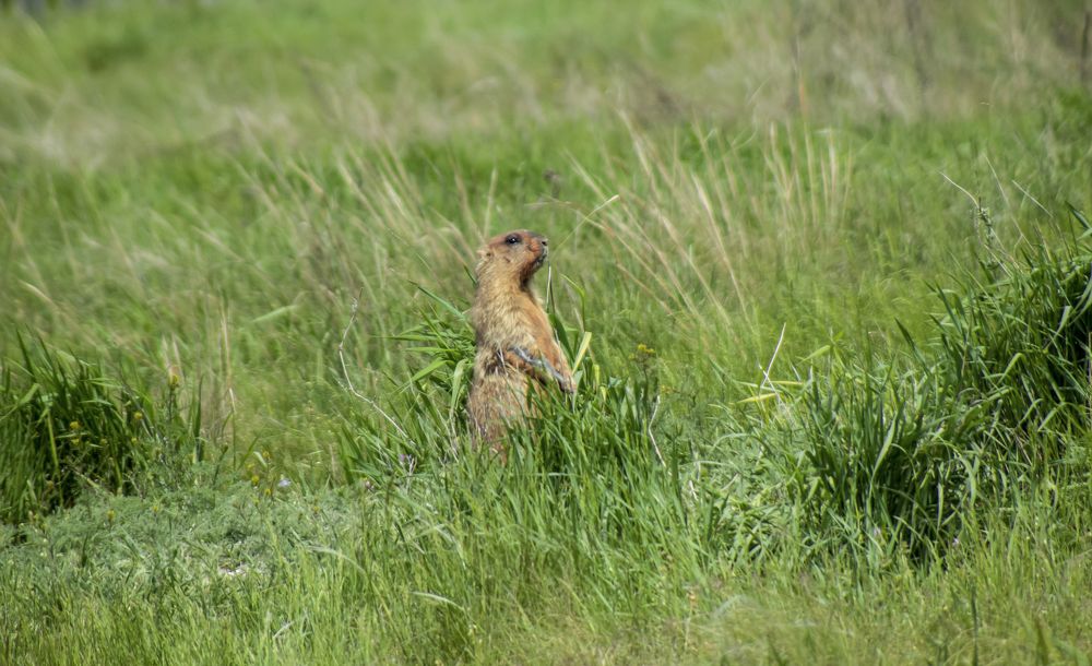 Photograph by Ирина Шибитова