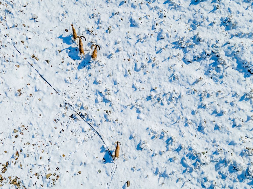 Photograph by Pourarab Mohammad Mahdi