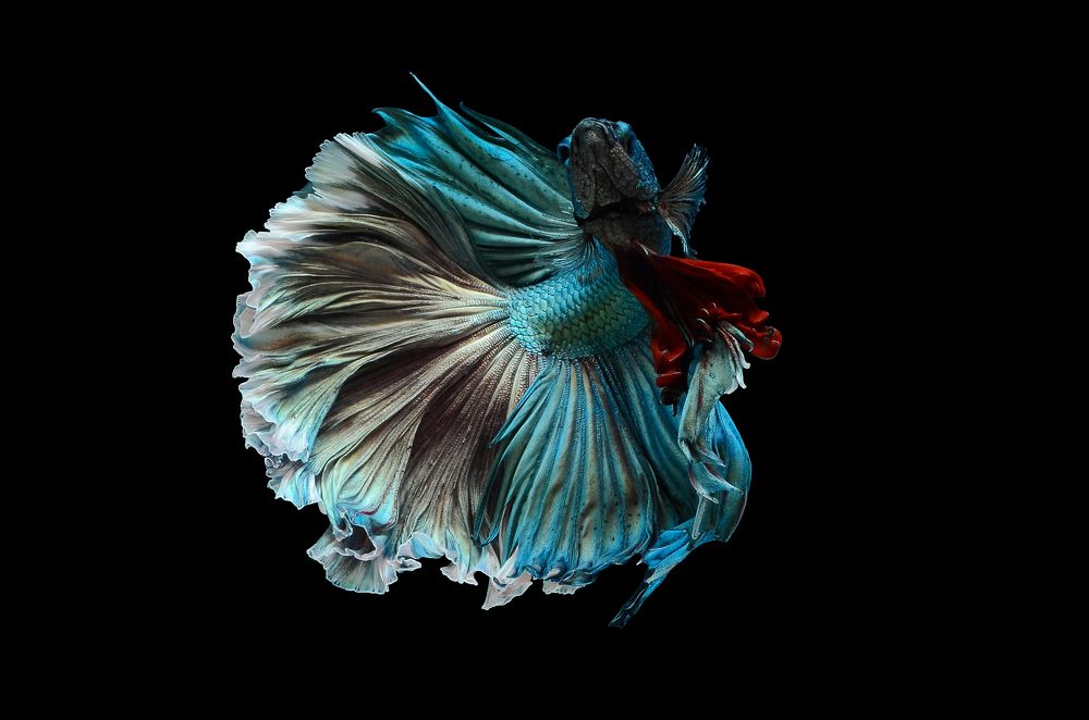 Photograph by Tinh Dang thanh