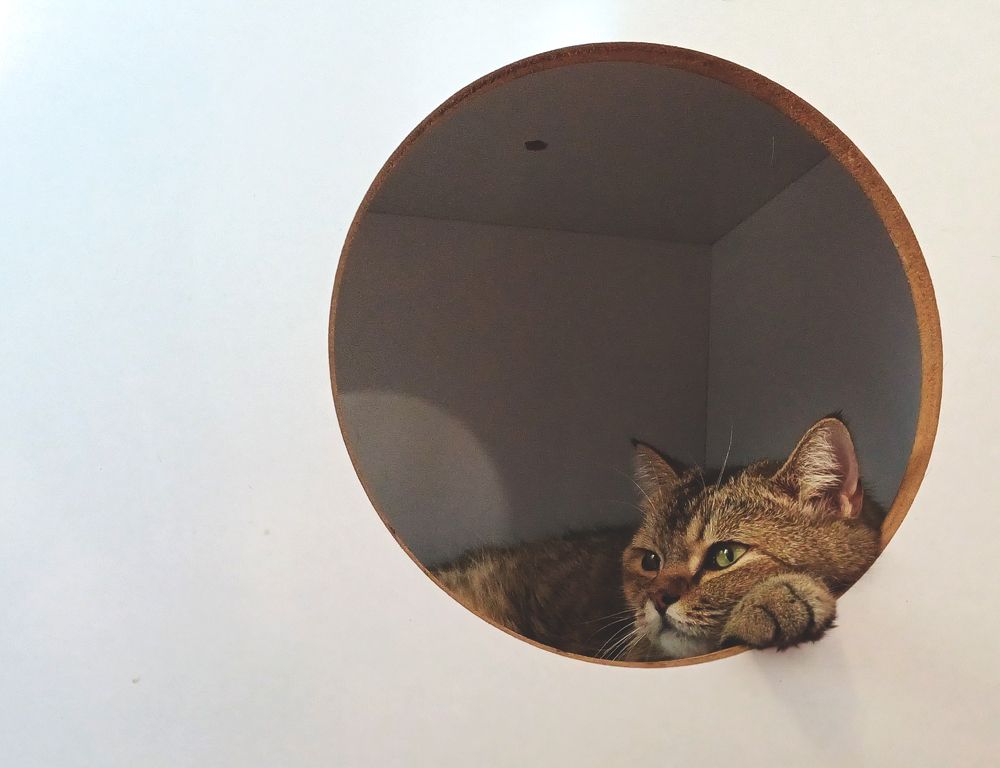 Фотография автора Anahita Ghelichkhani