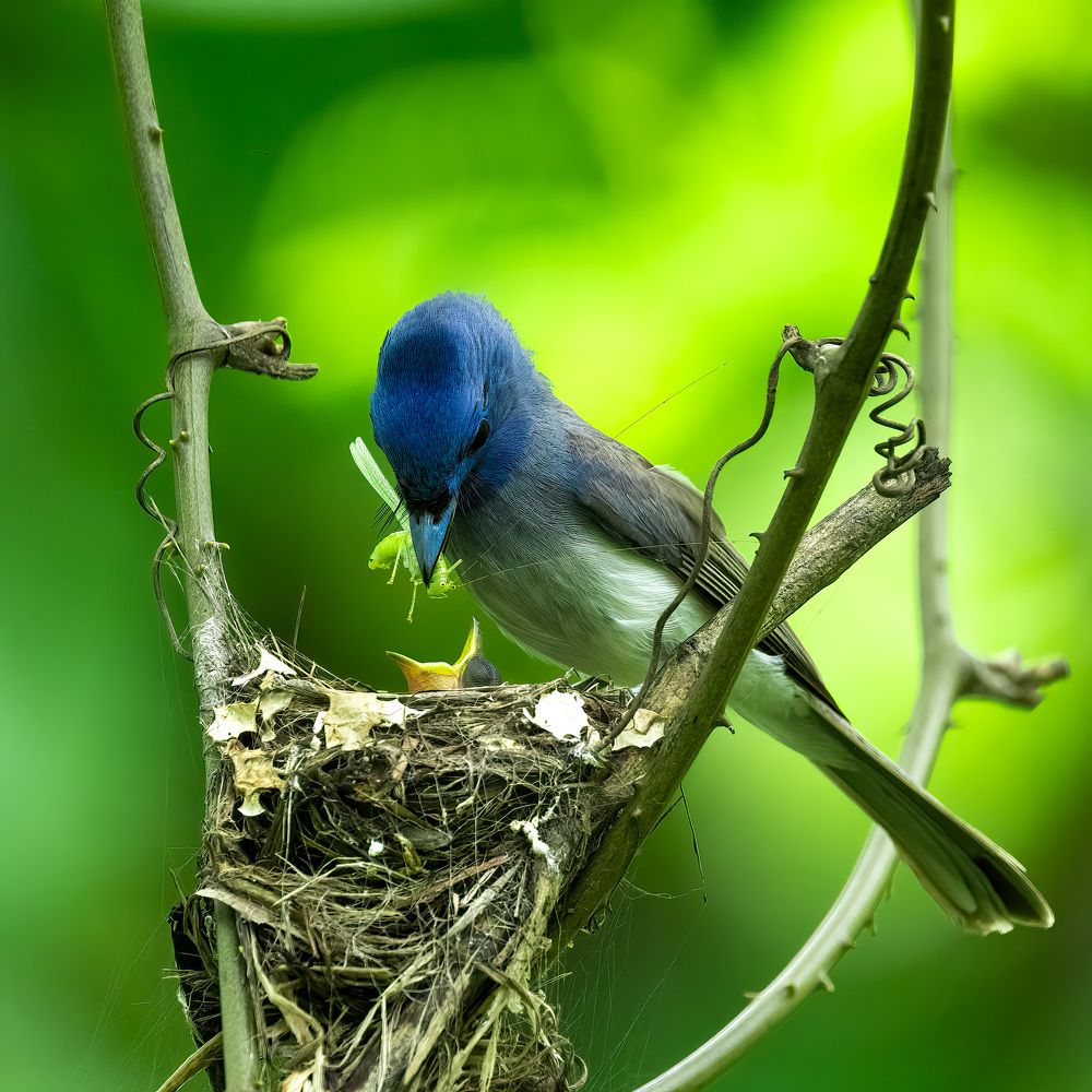 Photograph by Bidyut Saikia