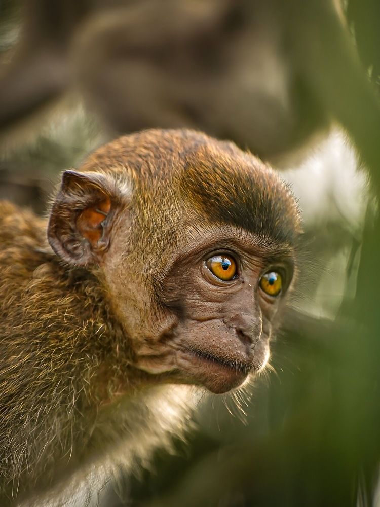 Inquisitive Delights: The Sparkling Eyes and Playful Grin of a Baby Monkey