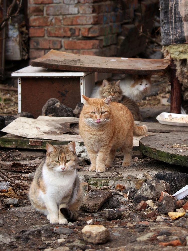 Photograph by Татьяна Штунь