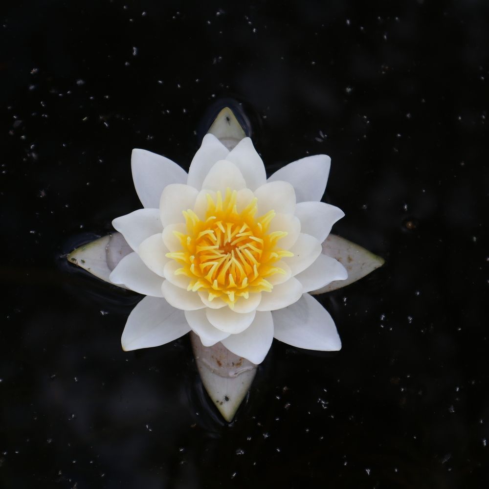 Photograph by Ирина