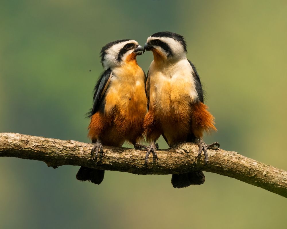 Photograph by Aishik Das