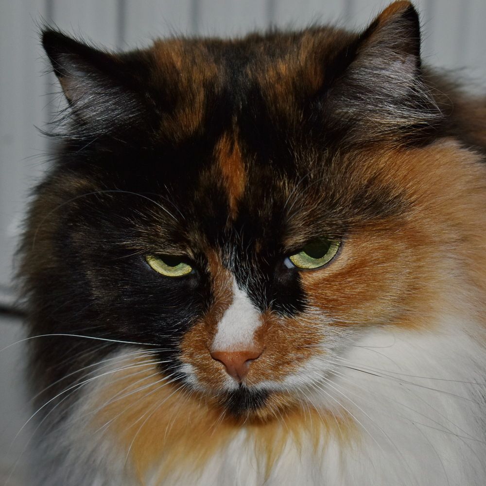 Тяжела ты, жизнь кошачья...