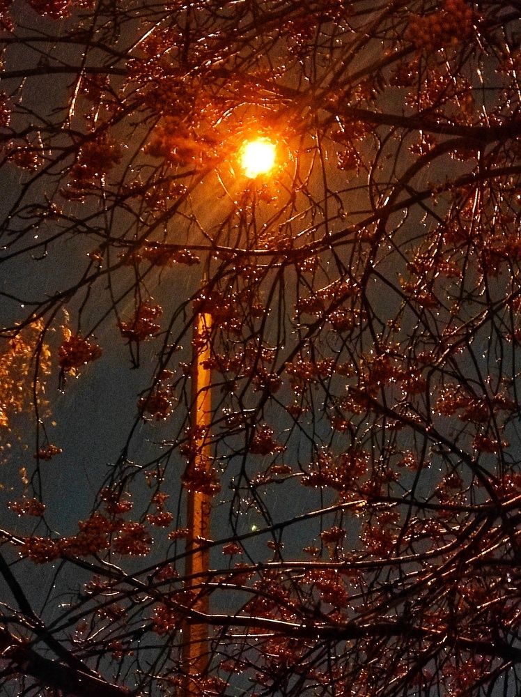 Заледеневшая рябина (frozen rowan)