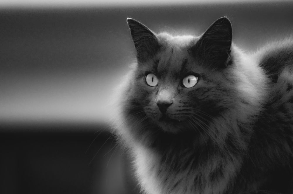Photograph by Pavel Dimitrov
