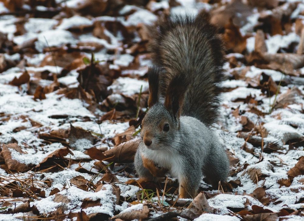 Photograph by Расторгуева Оксана