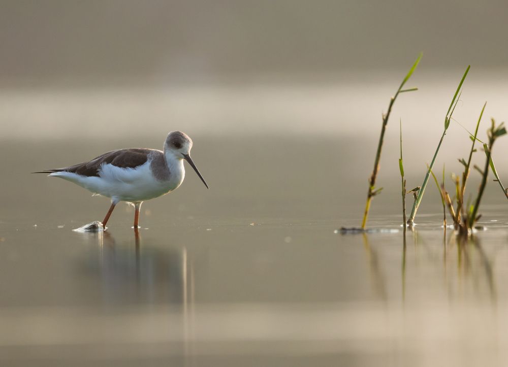 Photograph by Venkata Nitish Polisetty