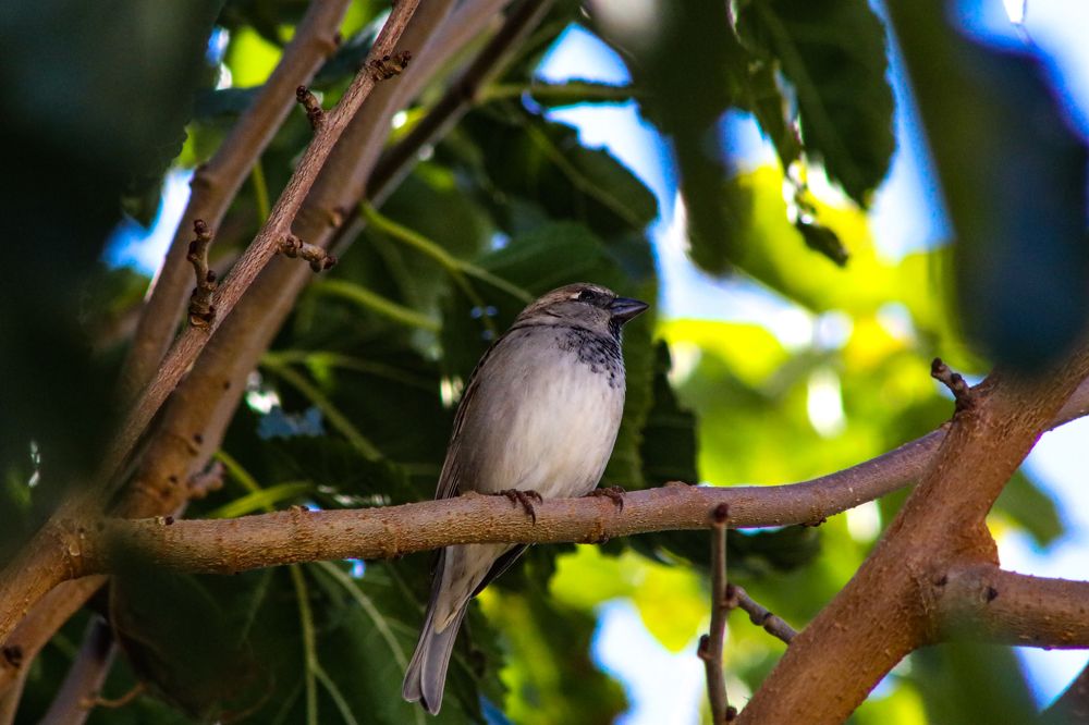 Фотография автора FRANKIE FRANKIE