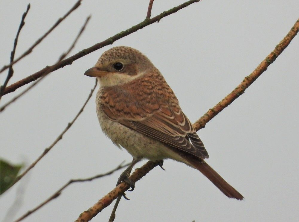 птица Обыкновенный жулан - Lanius collurio