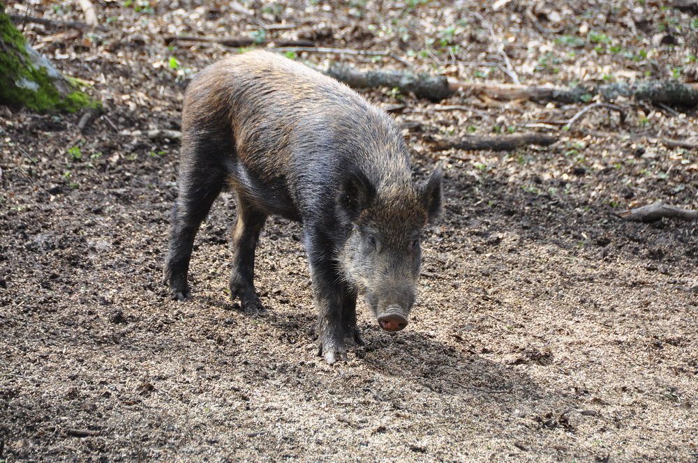 Photograph by Евгений Самулев