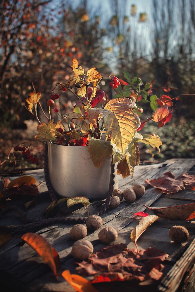 Фотография автора Романова Инга