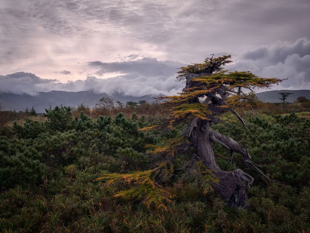 Фотография автора Ivan Godovikov
