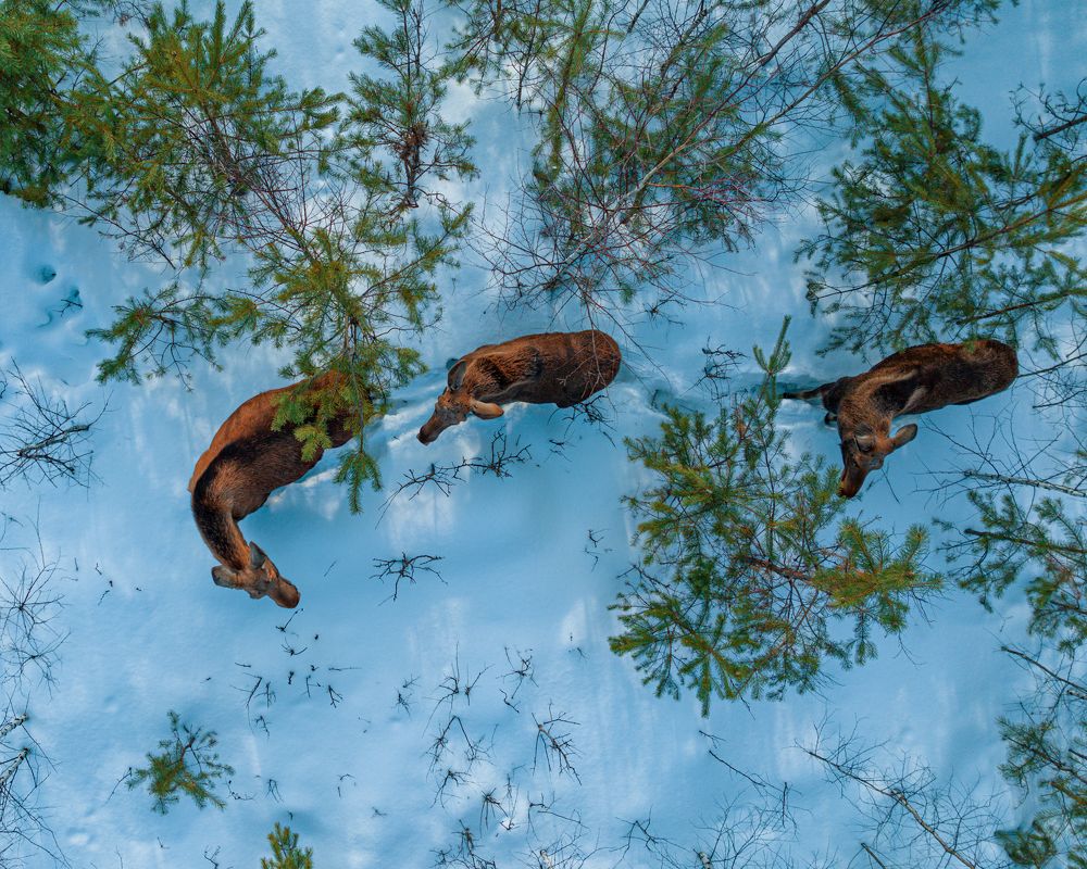 Фотография автора Pavel Reshetov