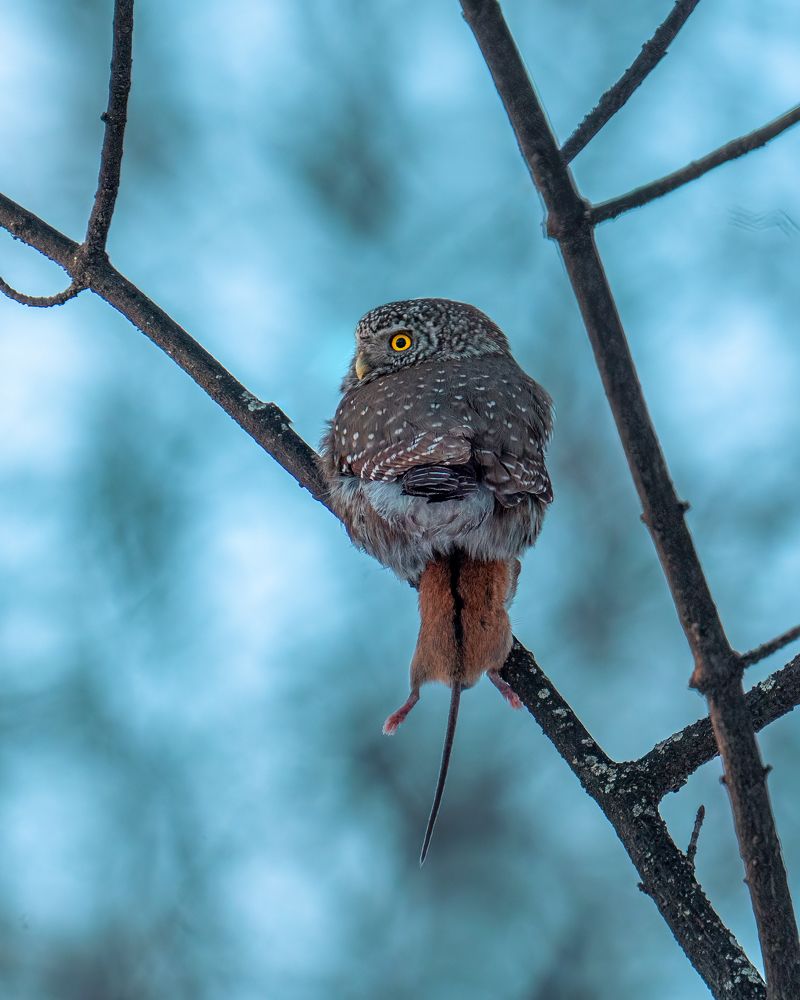 Фотография автора Pavel Reshetov
