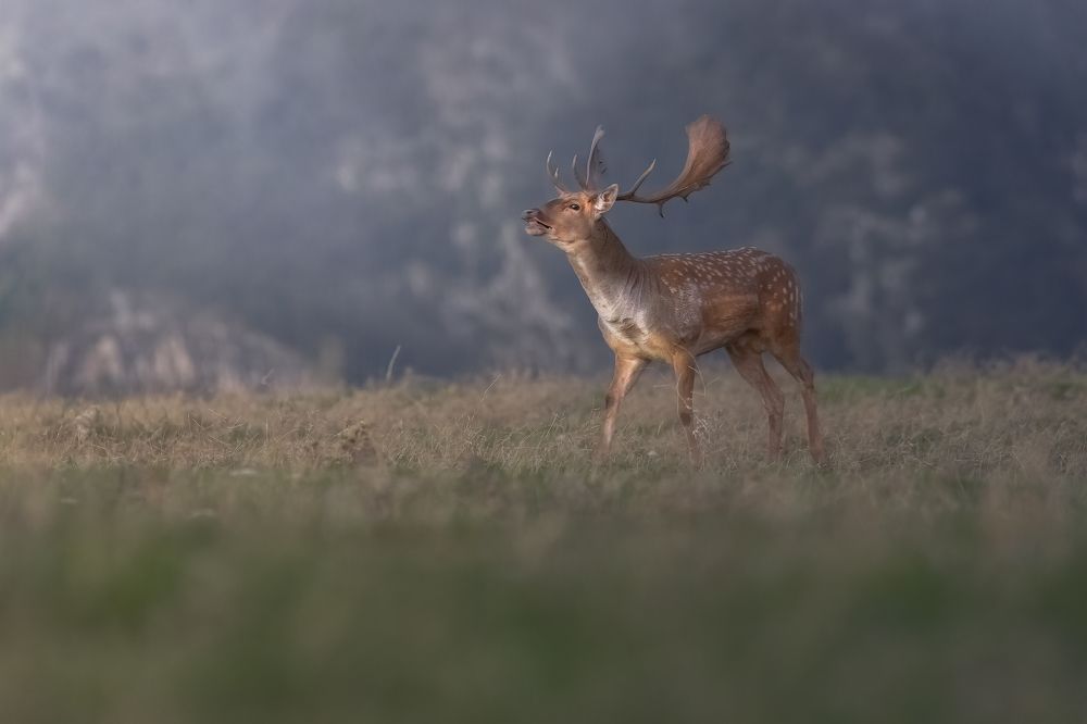 Photograph by Christian  Bolognese