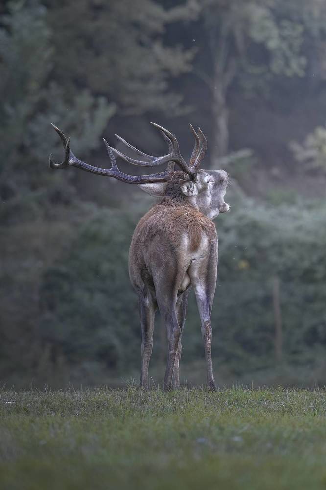 Il Bramito del Cervo Nobile.