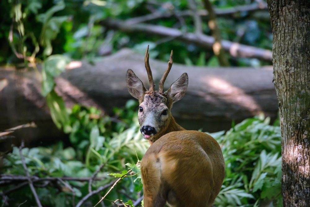 Photograph by Христо Колев