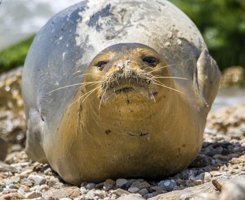 Фотография автора محمد سعد أبو أبراهم