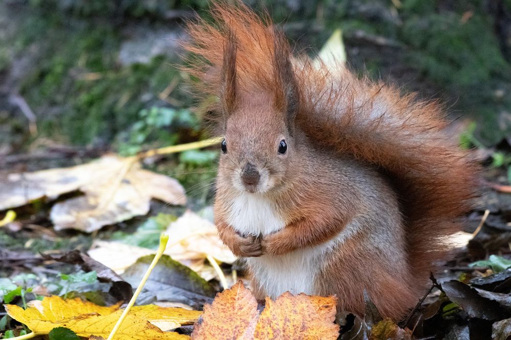 Фотография автора Андрій Майовець