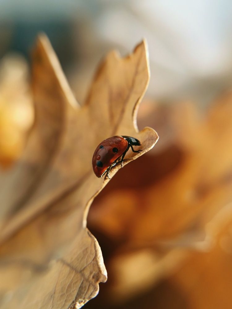 Осенний солнечный денёк