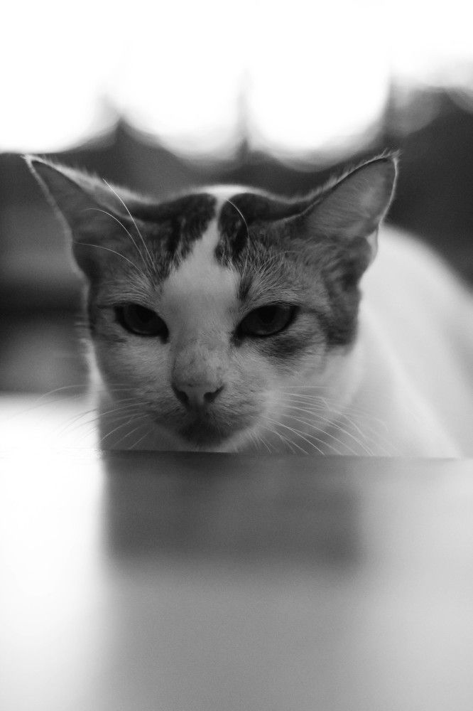 Photograph by Sineth Chanthula Weerasingha