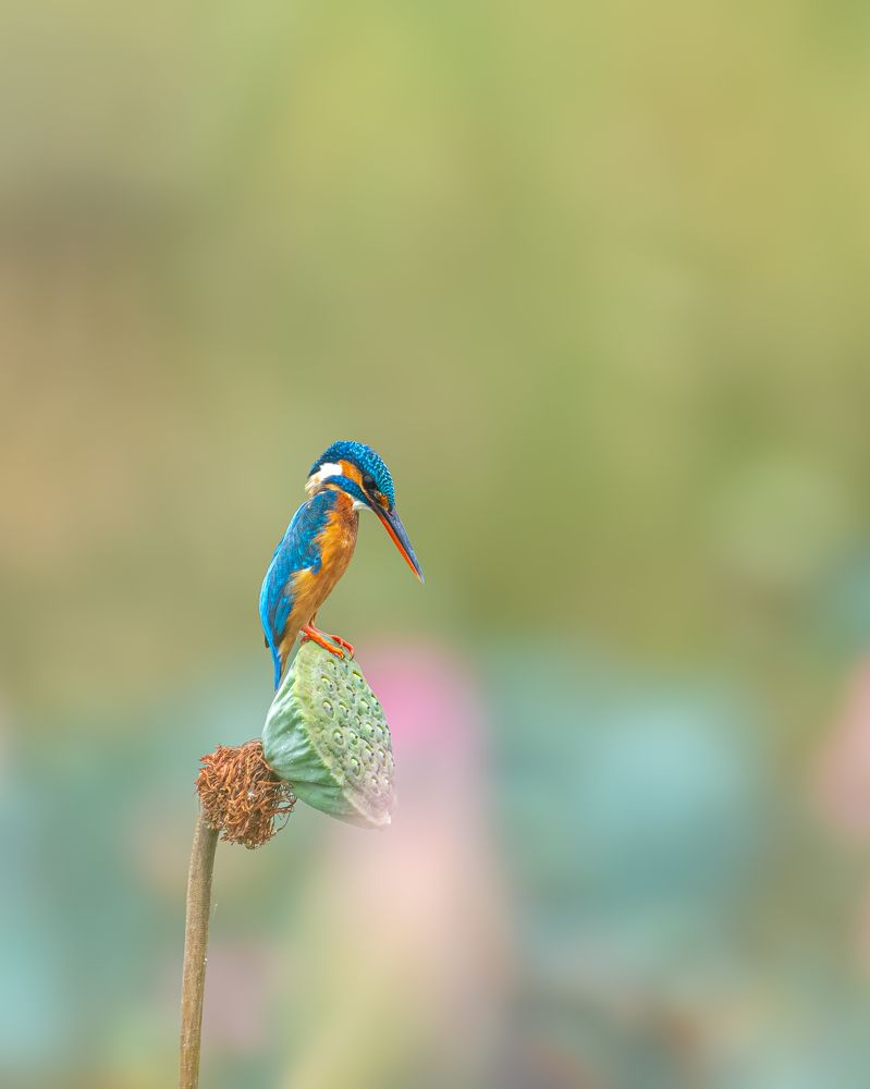 Photograph by Visveswar VK