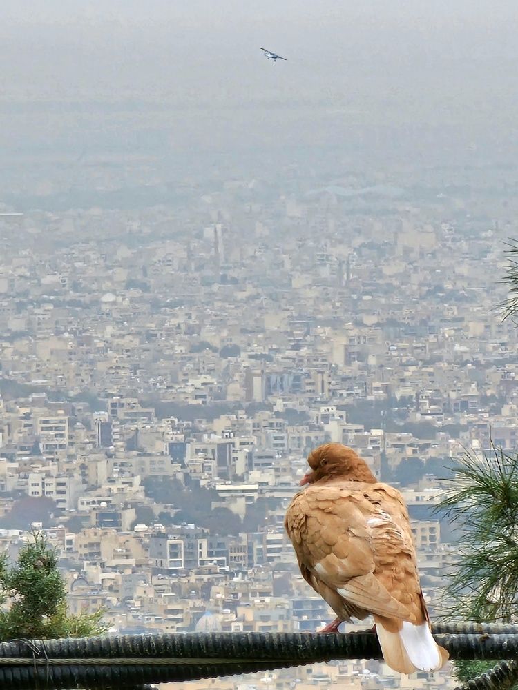 Photograph by Reza sharbaf