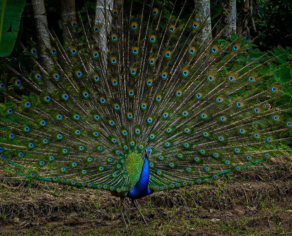 Photograph by Tharindu k