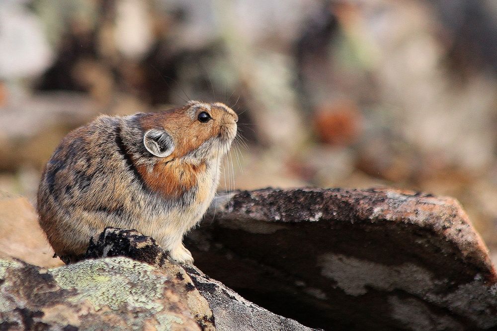 Photograph by Александр Велигура