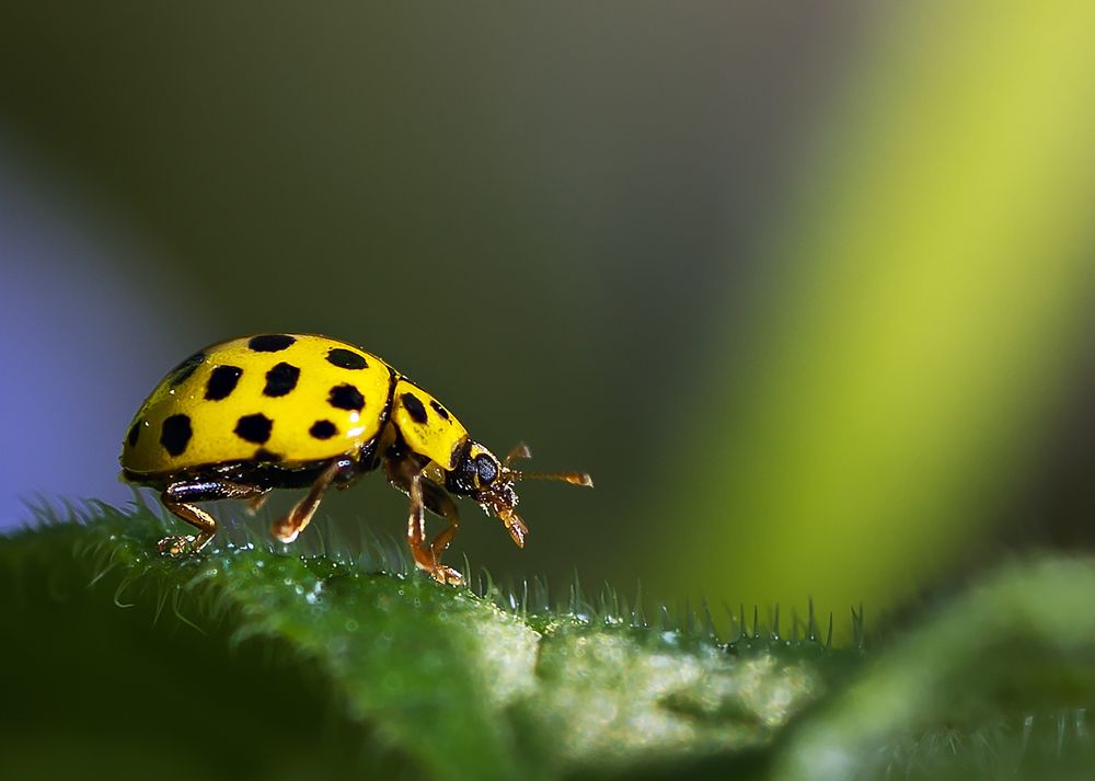 Photograph by Степанов Виктор