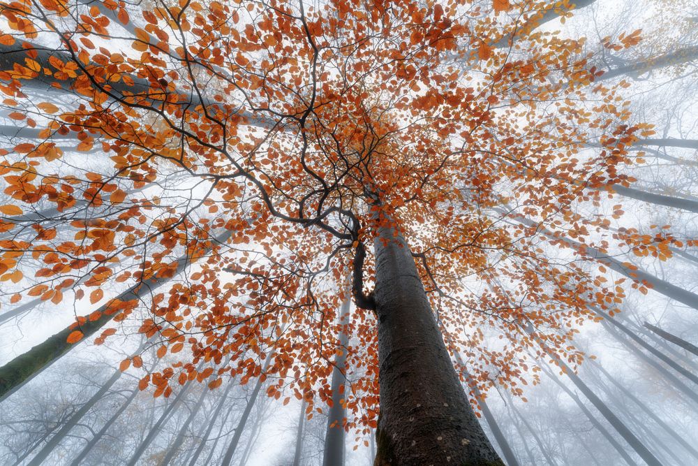 Photograph by Markus Albert