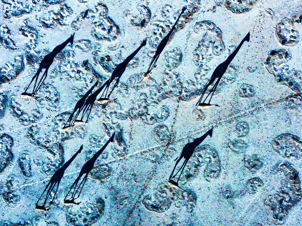 Photograph by Silvia Ribeiro