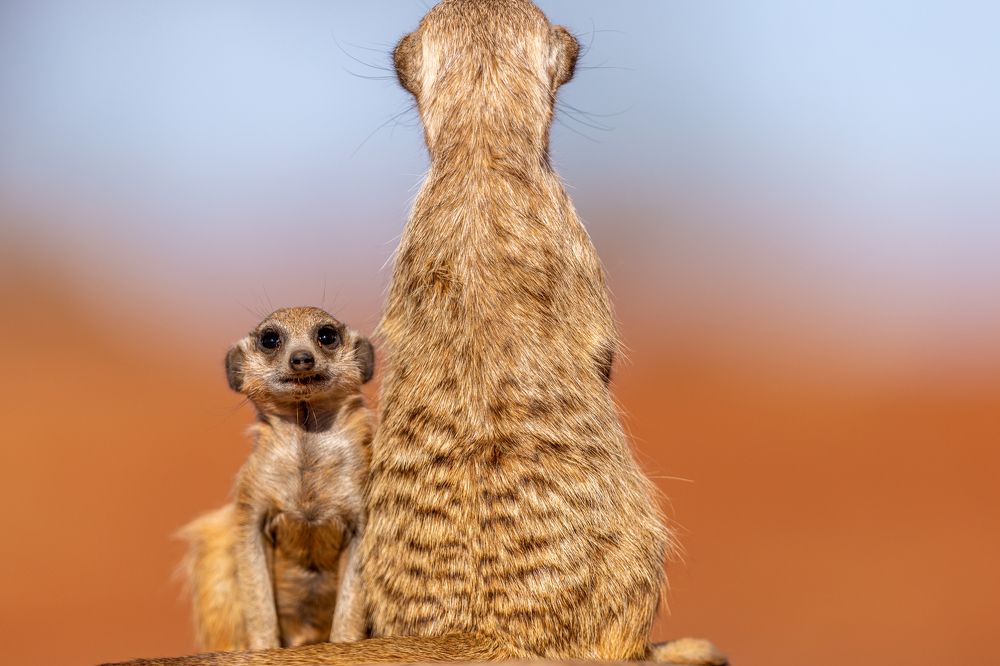 Photograph by Silvia Ribeiro