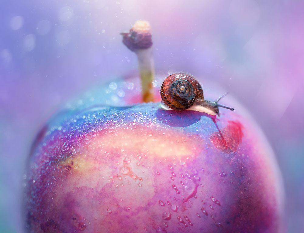 Сливовая жизнь