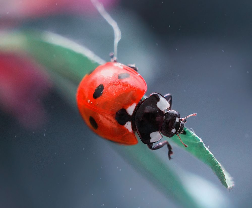 Стремление