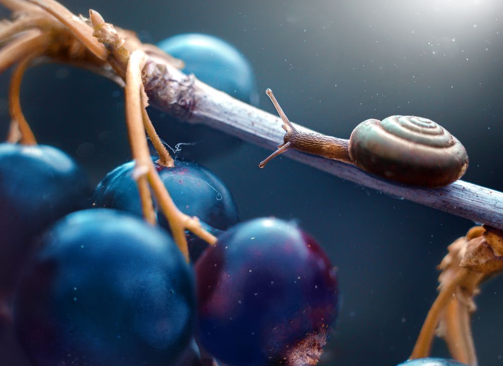 В смородине