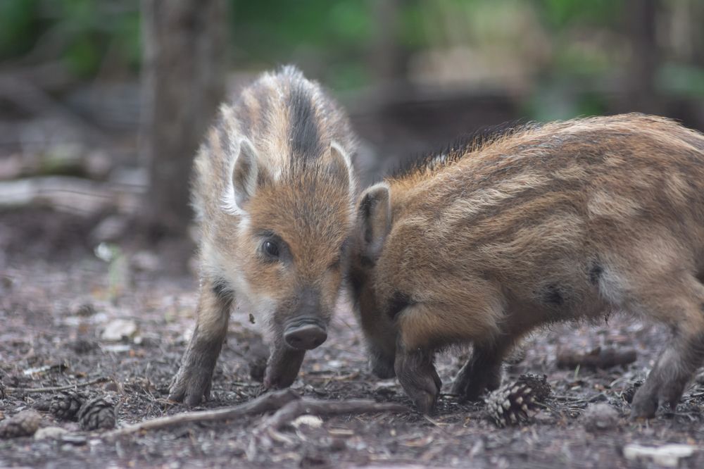 Photograph by Livno&Dinaric Wildlife