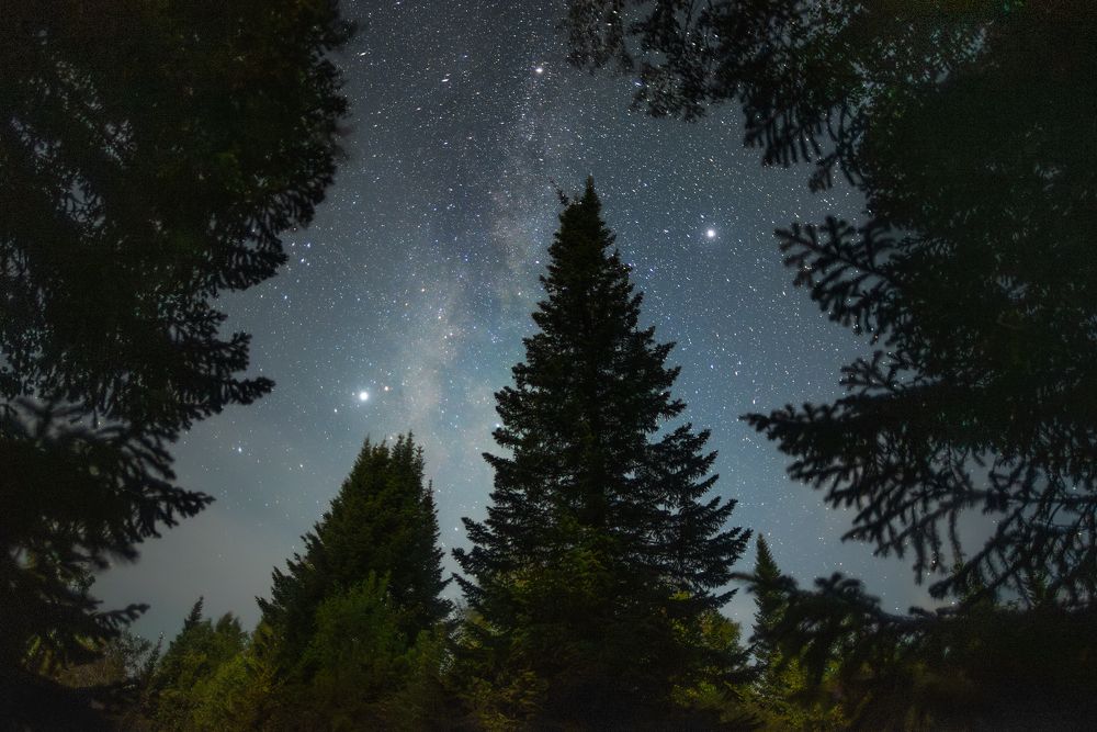 Лунная ночь в сибирской тайге