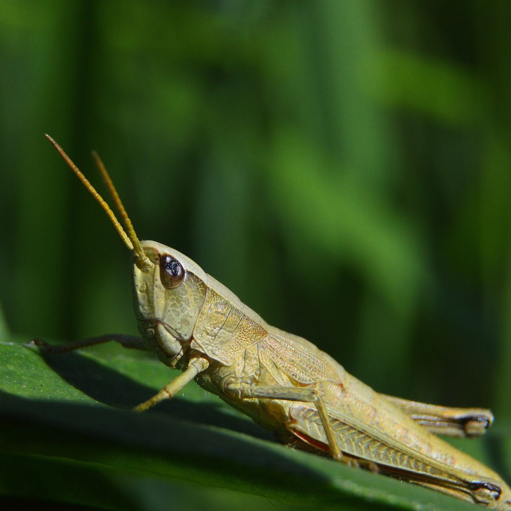 Маленькие трагедии.